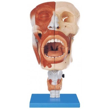 NASAL, ORAL, PHARYNX & LARYNX CAVITIES (SOFT)